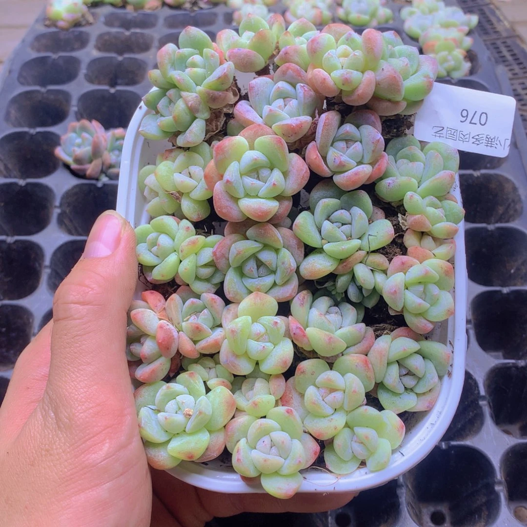 我要去看你了啊我的天076