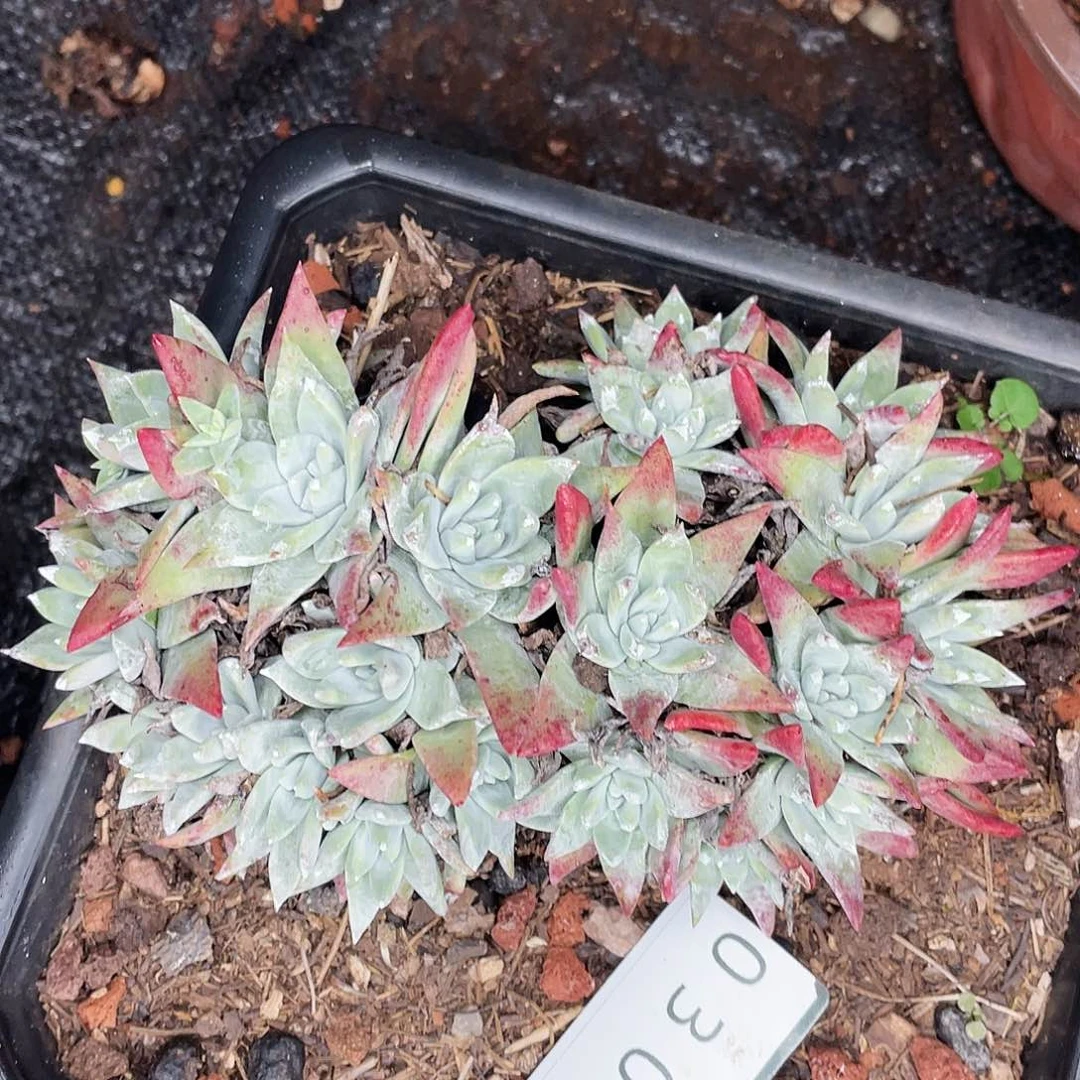 瑕疵特价不售后0302