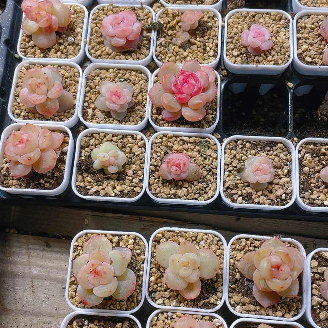 桃坞穴一个满25包邮