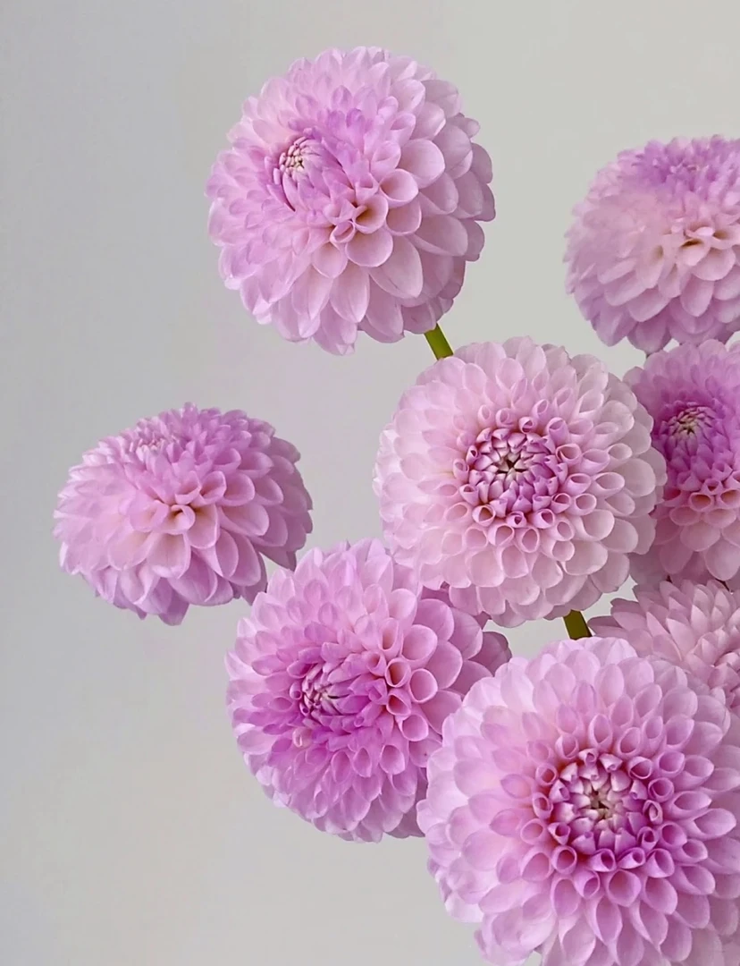 【大丽花】高品质稀有品种梅根小众鲜花云南昆明直发