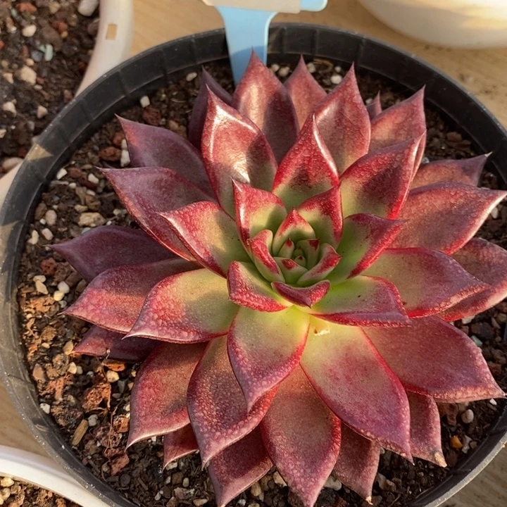 D145- 直播福利 罗卡