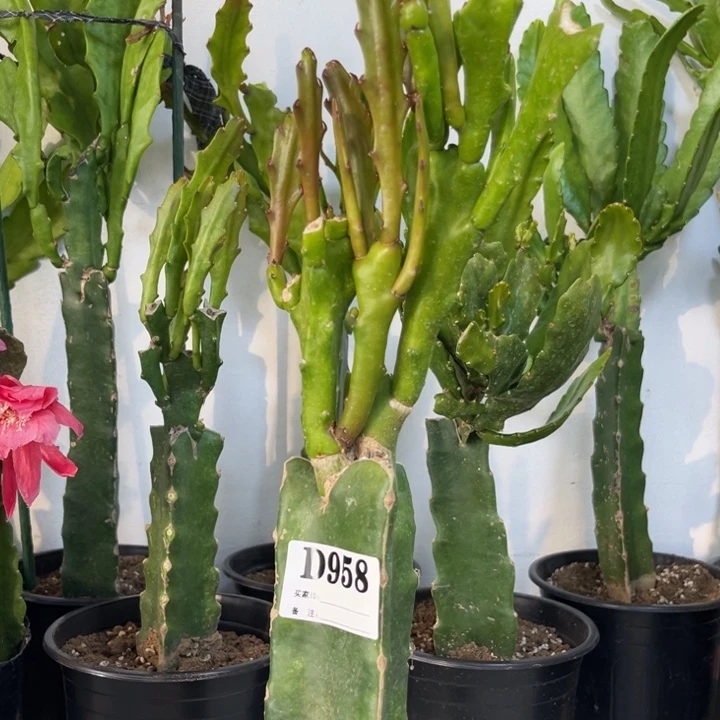当前无花栽培后可以开花958