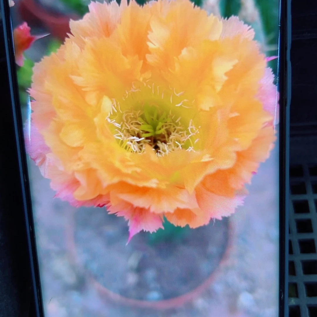 下81彩草热带魔法歪无根侧芽3一4公分左右20包邮