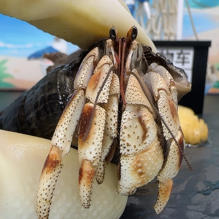 A26马岛深紫2.1cm口径