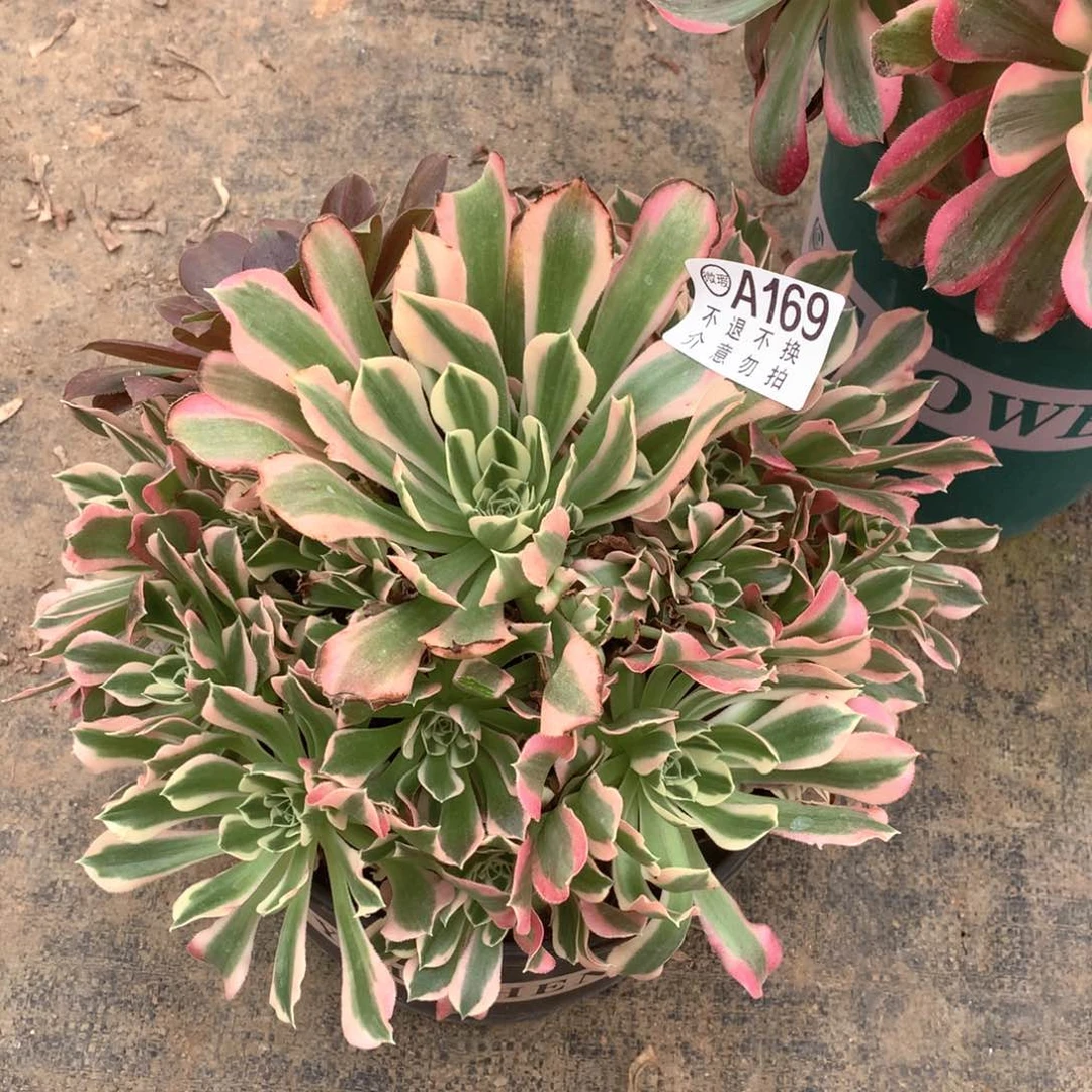 多肉植物白凤169