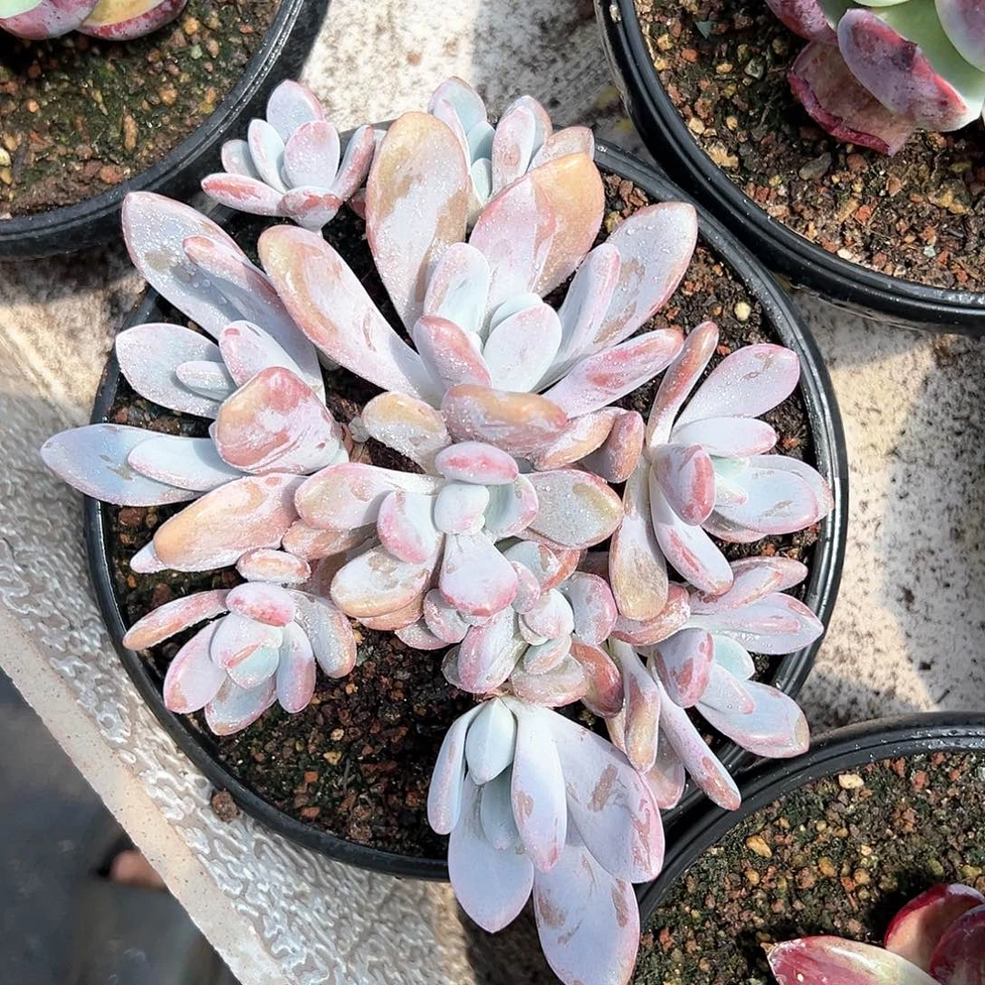 【闪购商品】粉兔群