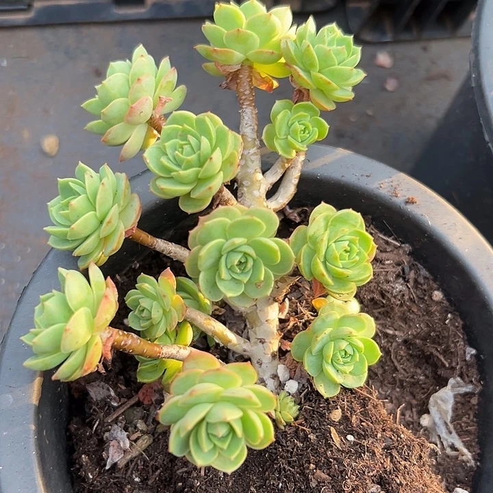 无花朵蔷薇玫瑰老桩。