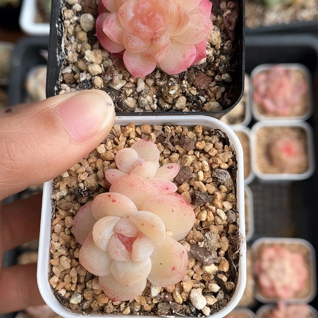 响当当当一年多啦哈