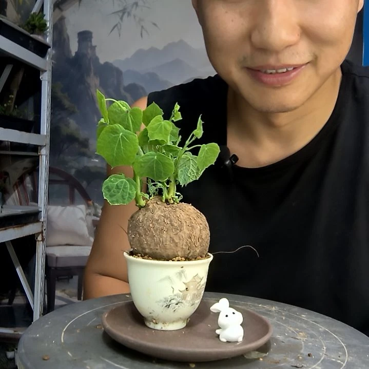 小*中青园艺一物一拍4