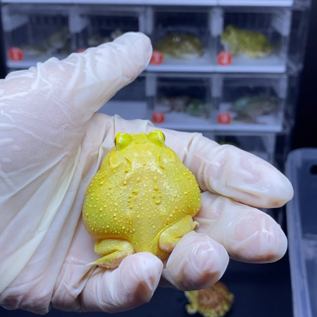 角蛙角蛙闪购专属链接