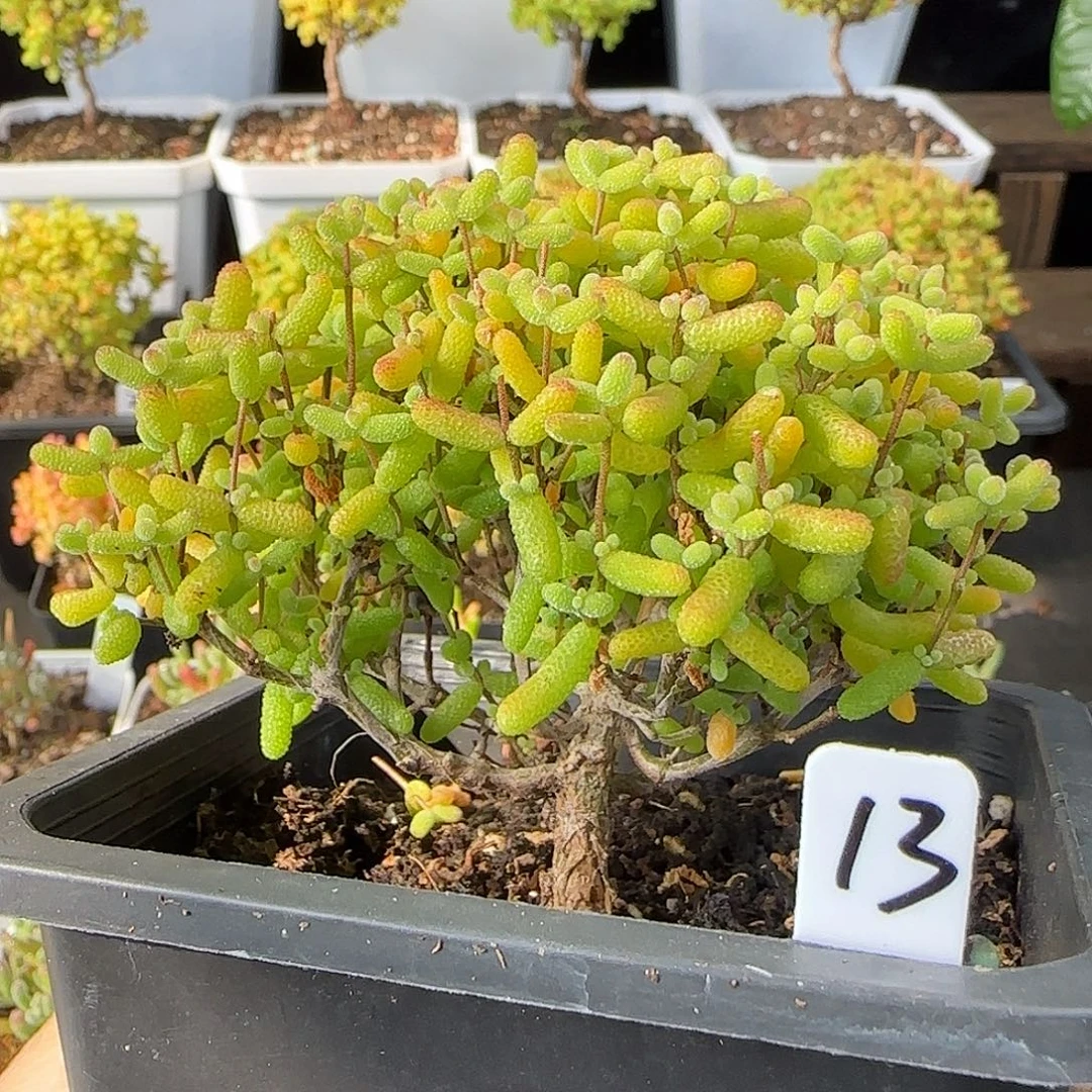 金桔糖球一物一拍