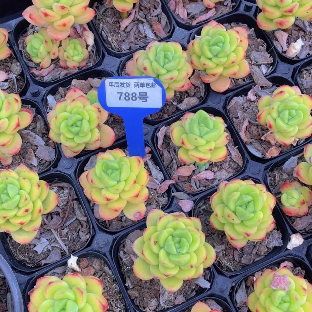 788号韩版柠檬宝石带腿单头一个