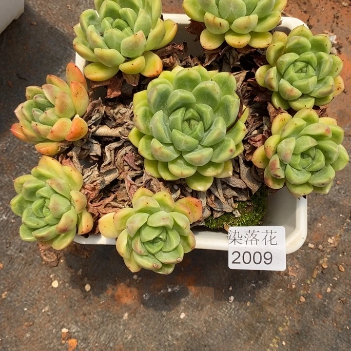 S***o精品多肉植物2009