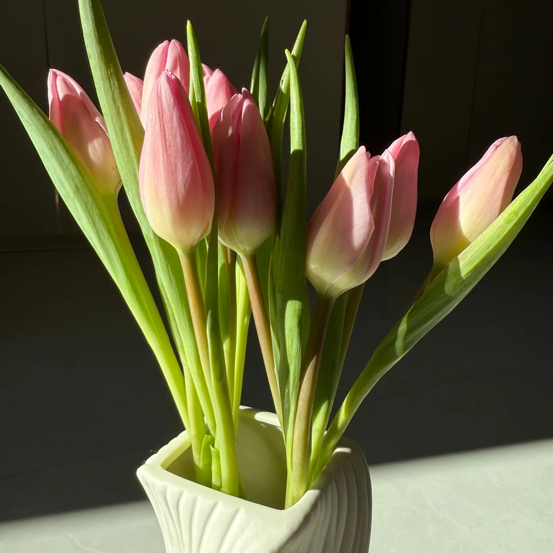 【阿芙可粉】郁金香 - 东北鲜花