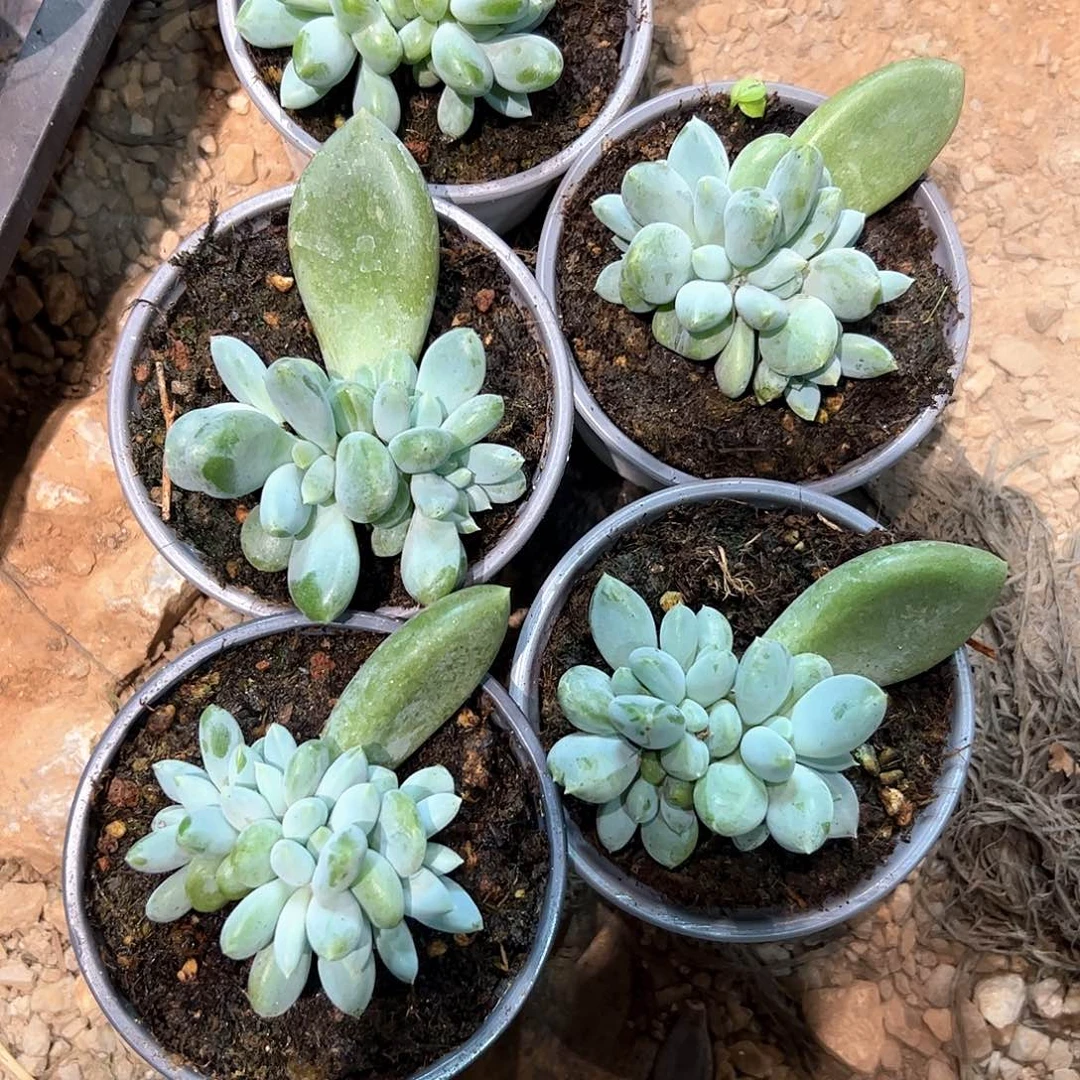 肉***肉多肉植物多肉植物