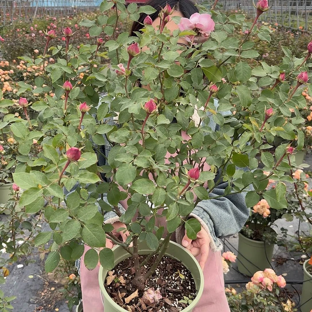 蓝色物语3加仑根接苗