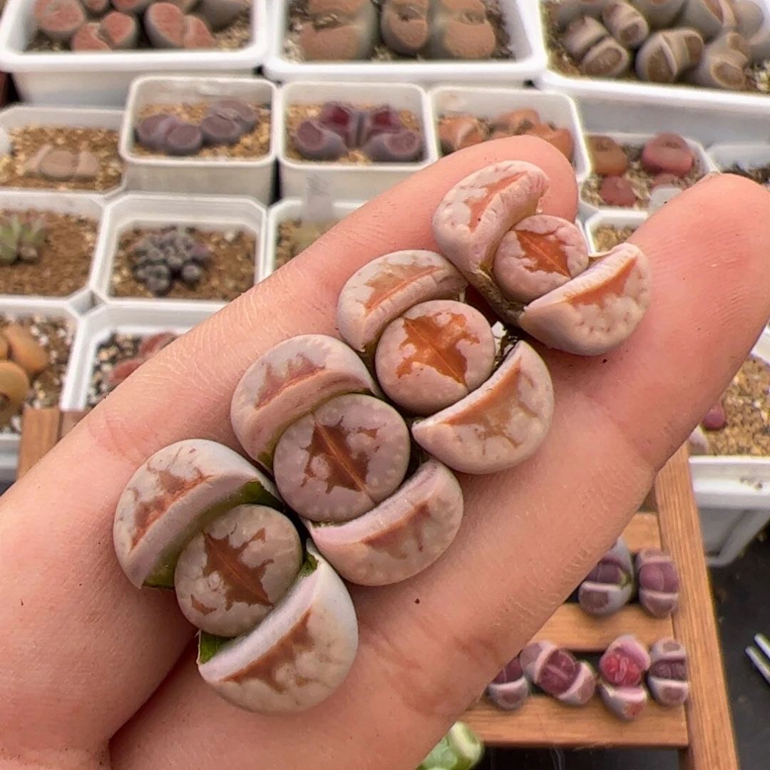 叉**コ0324号热唇4颗 多肉植物