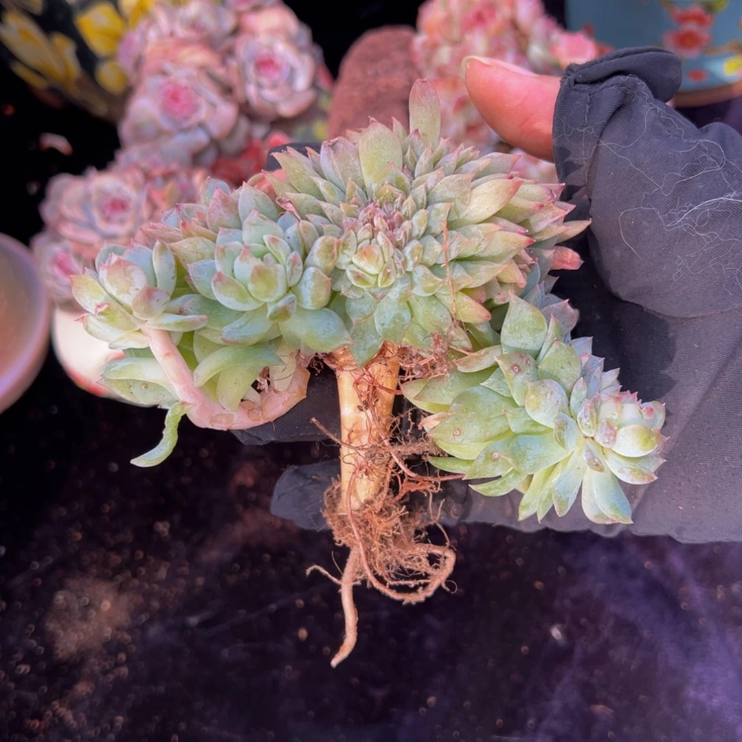 灯泡琥珀缀天天开心