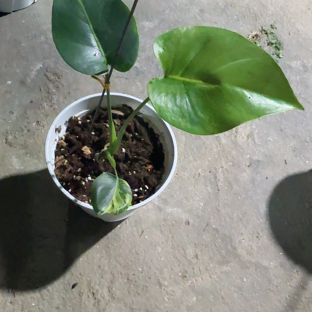 当前无花朵，栽培后可花朵?***龟背竹植物一物一拍