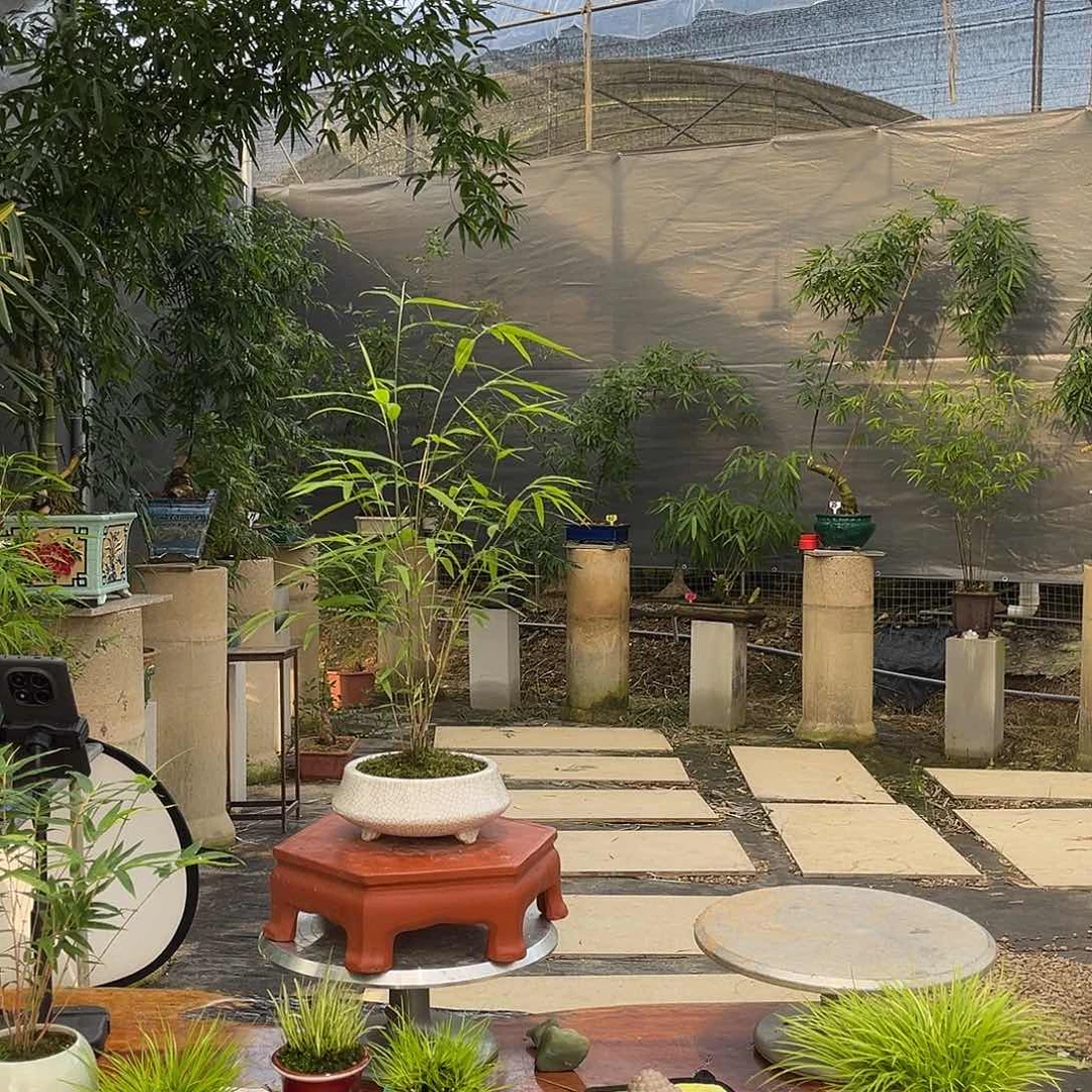 ๑**呀儒雅堂精品竹盆景