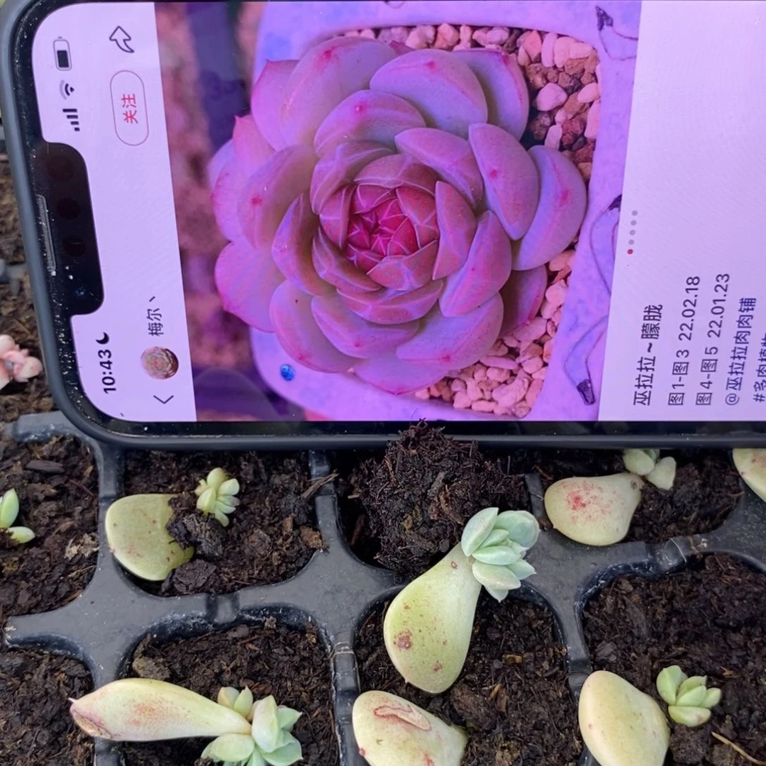 穴盘朦胧苗一个多肉