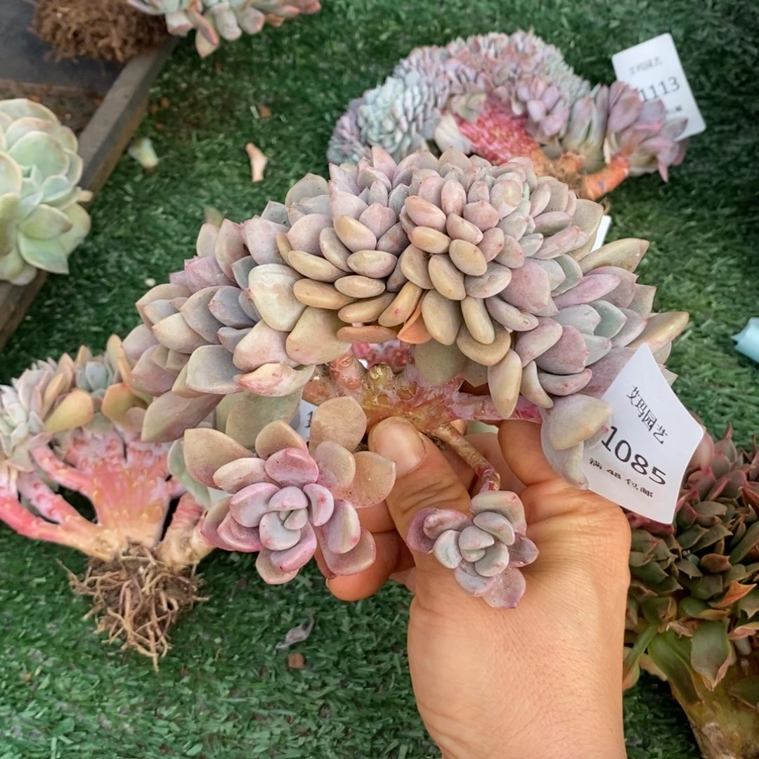 花瓣路缀化多肉多肉085微瑕