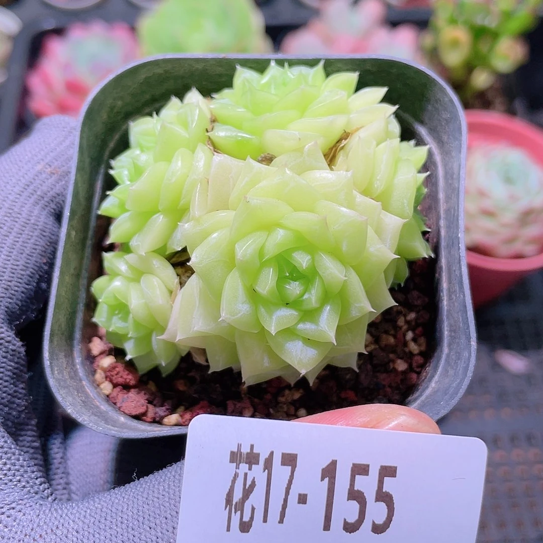 花利美17-133白天鹅