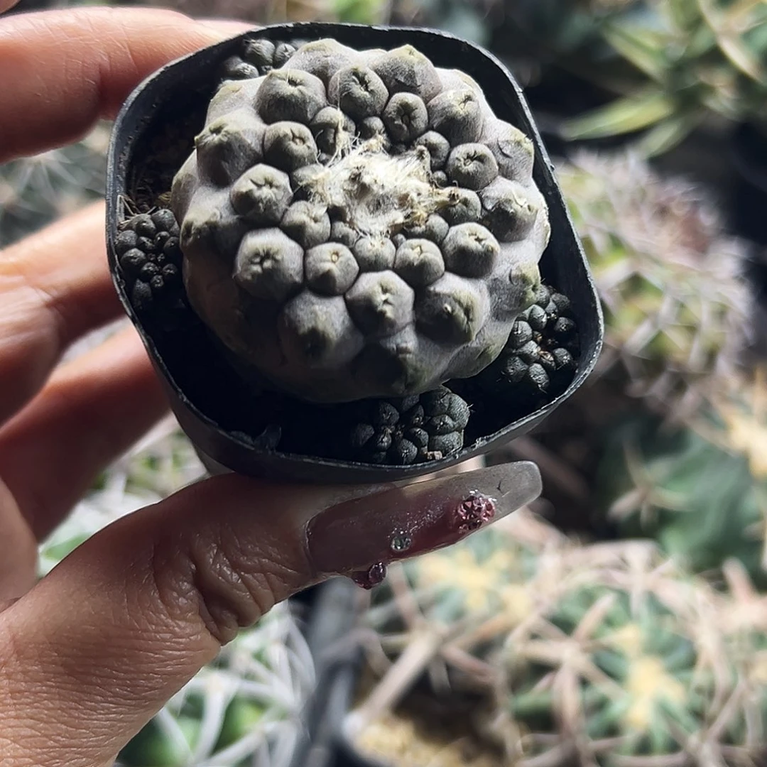 实生蜥蜴皮仙人球66666666