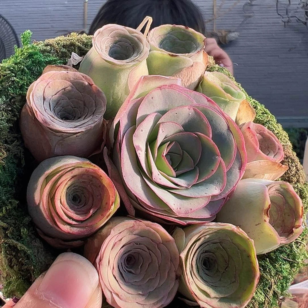 山地玫瑰花篮   TT020