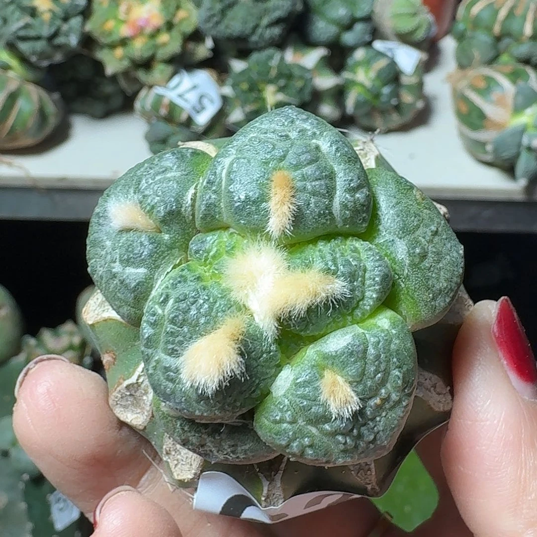 无花朵日系大尤连山牡丹634