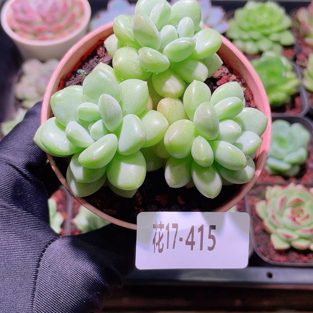 花利美17-415泡泡糖