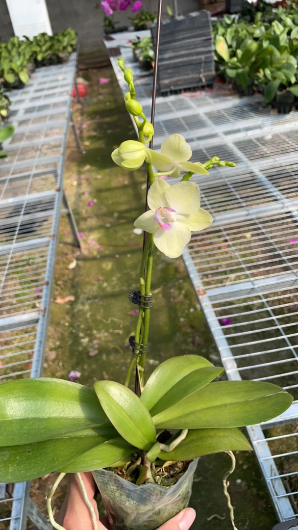 （淘花源记）绿精灵绿水晶蝴蝶兰带花苞3.0清新淡雅白绿色中小花形