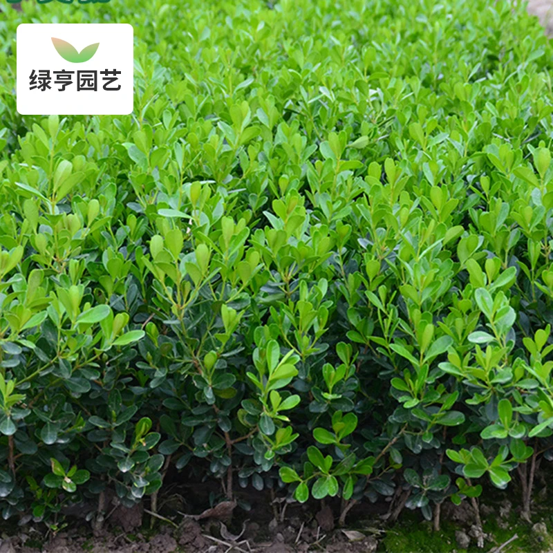 黄杨苗植树绿化四季可栽南北方庭院