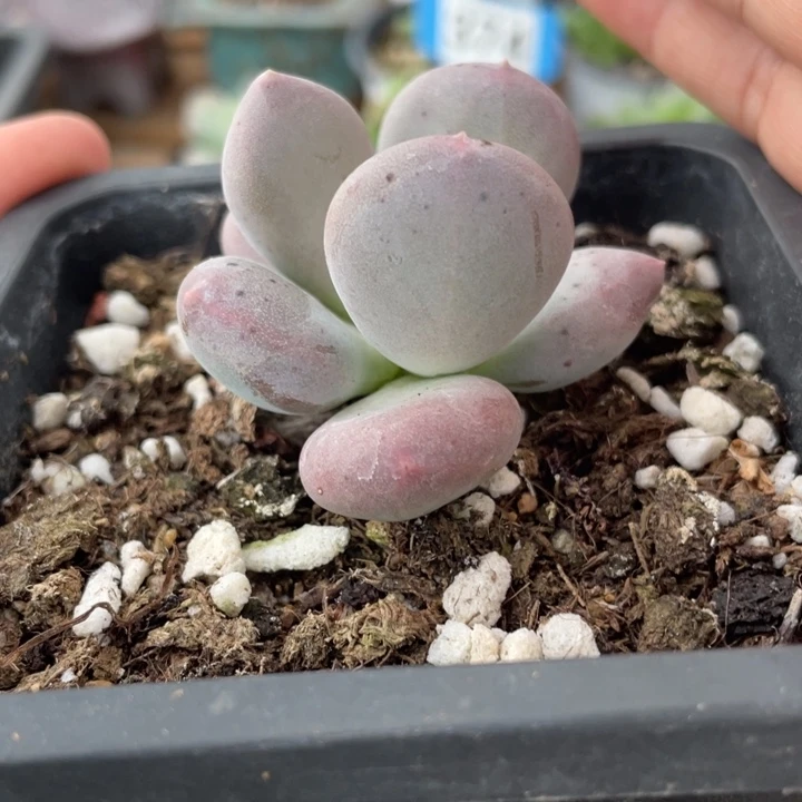 周正的小屁桃啊啊啊啊