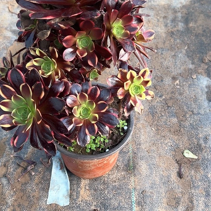 多肉法师植物链接178