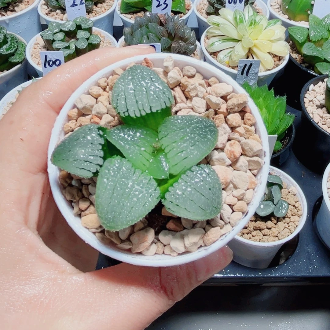 天空之镜多肉植物6666