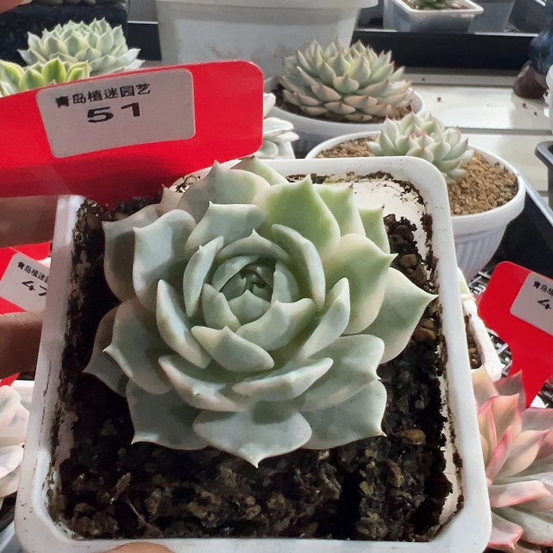 51号露娜莲锦多肉植物
