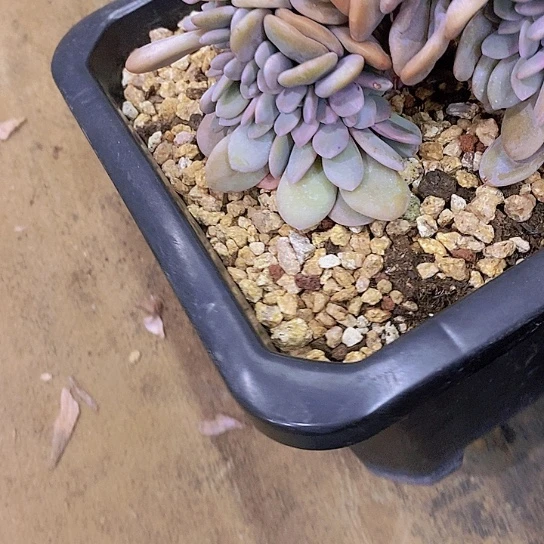 漠*粉免潑多肉植物群