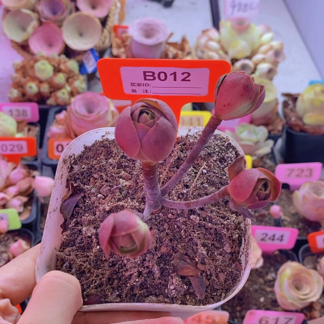 @***@山地玫瑰一物一拍012