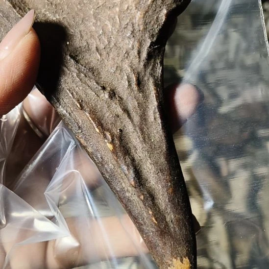 F***2非金属无鹿角鹿角鹿角