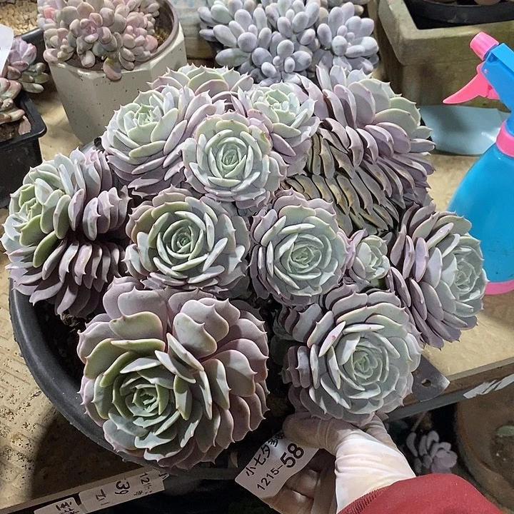 小七夕多肉粉蝶58