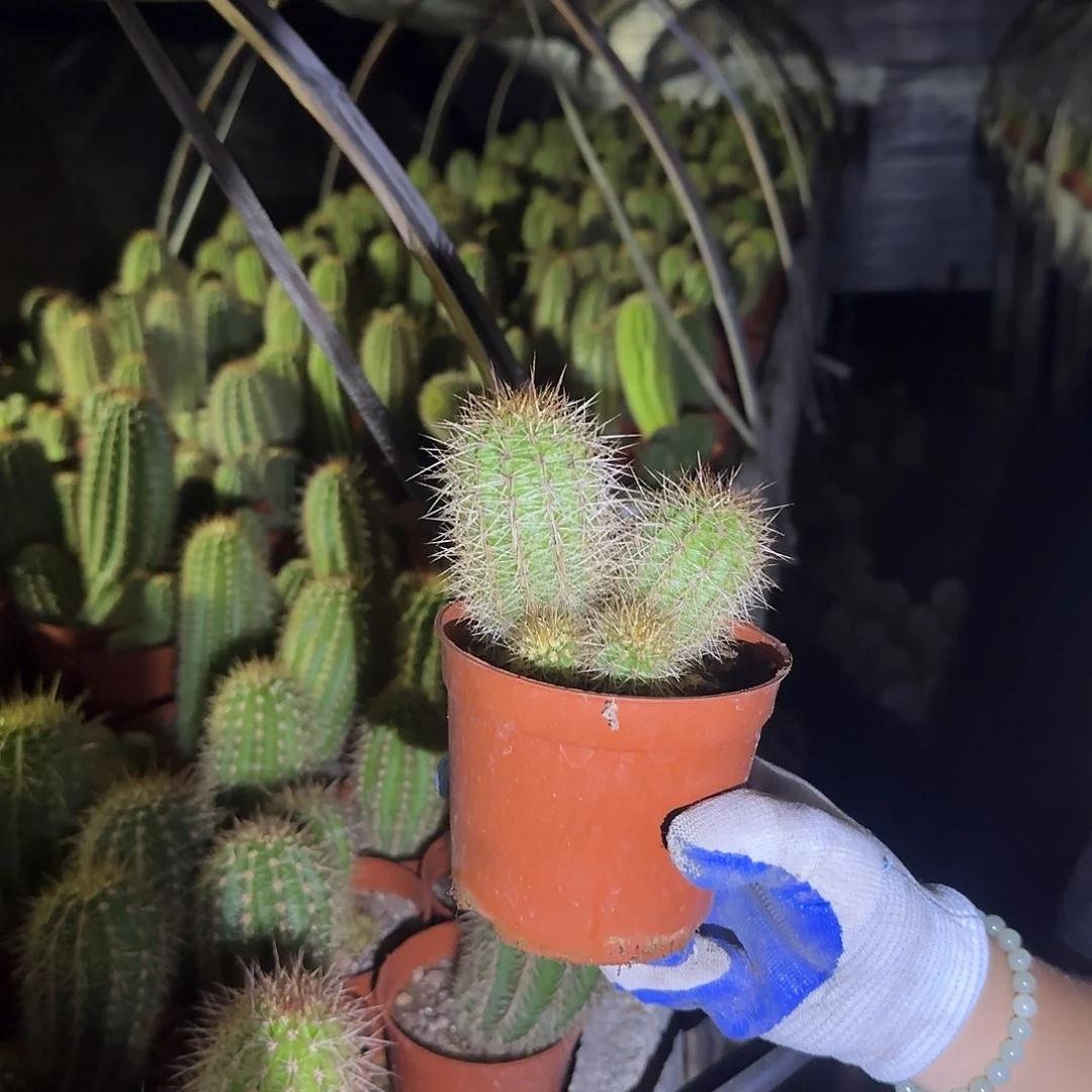 无花朵快****天哈哈哈哈哈哈