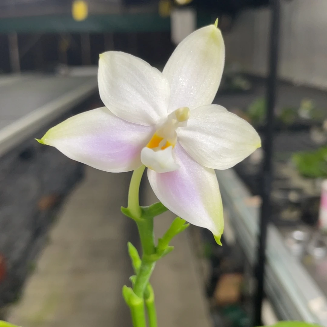 完全开放珠宝交公主，2.5杯开花株
