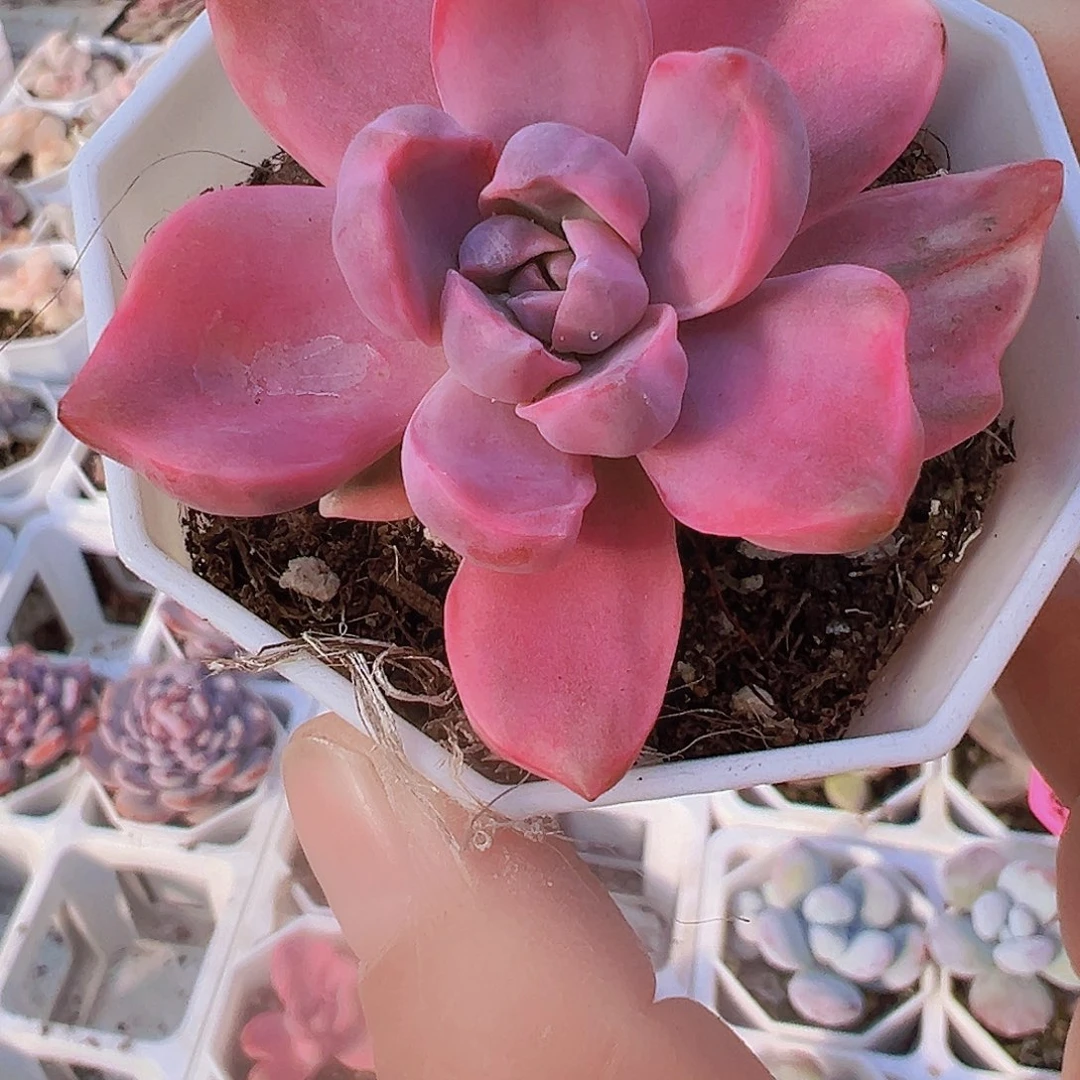 彩虹糖锦19包邮多肉植物