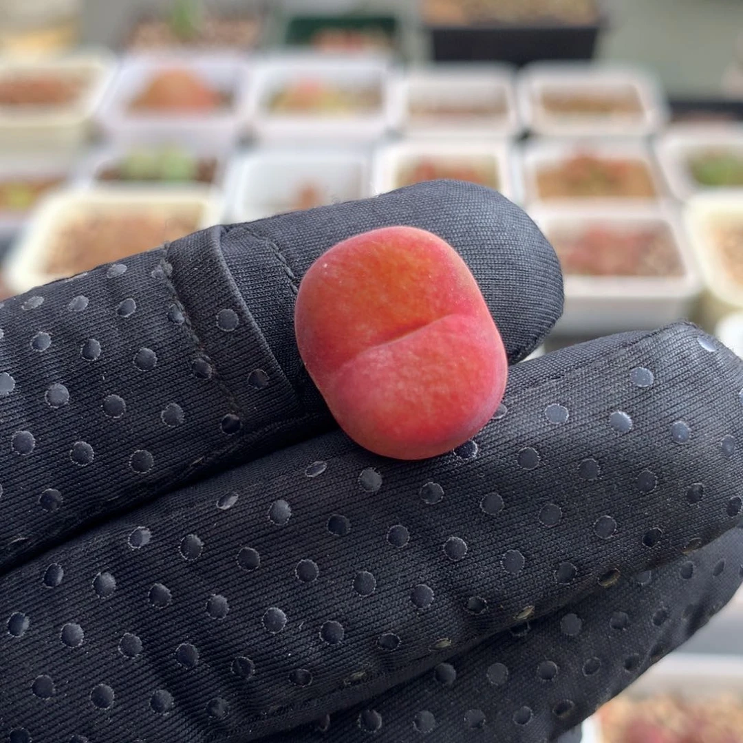 a834超级蟠桃一颗