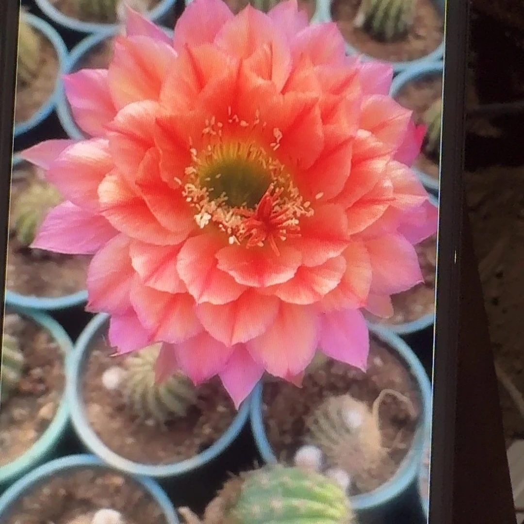 立夏侧芽5公分高毛花柱仙人球容易掉刺