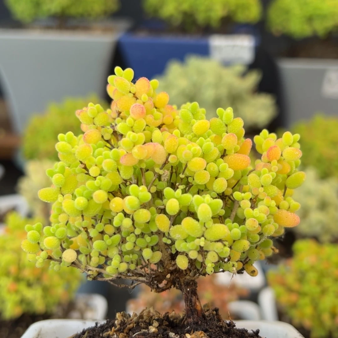 【闪购商品】k871蜜橘糖球冠幅7cm