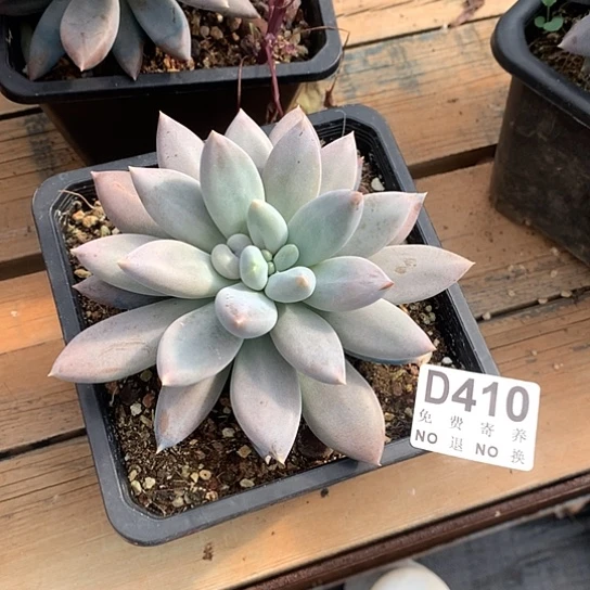 黄胖体哥特410 亏本处理退款拉黑7/8天发货