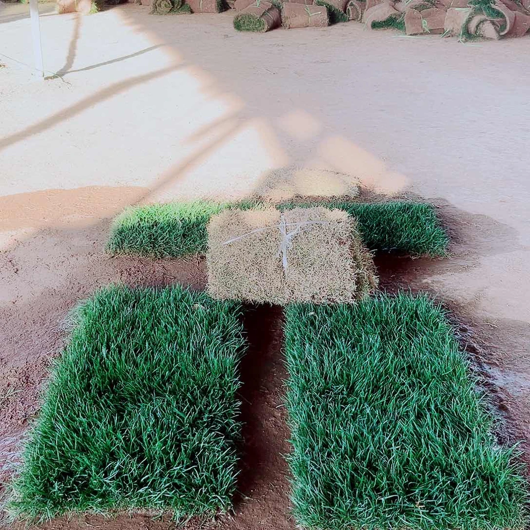 杨***人无花朵台湾青带泥土