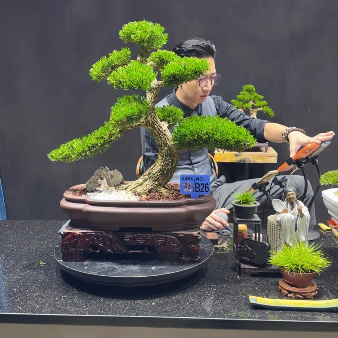 无花朵黄杨室内室外盆景艺术